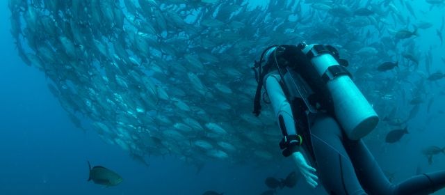 Salidas laborales buceo profesional