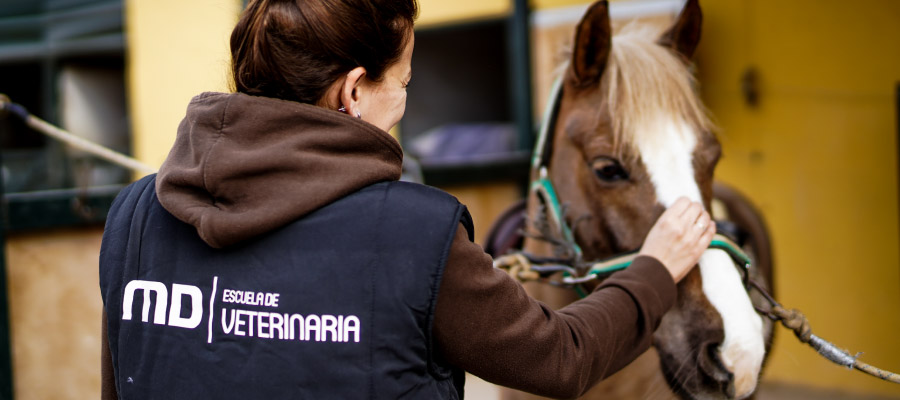 Escuela Veterinaria MasterD: Cursos profesionales