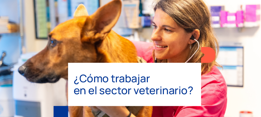 Cómo trabajar en el sector veterinario