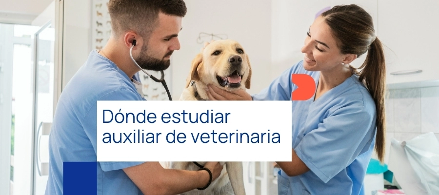 Dónde Estudiar Auxiliar Veterinaria