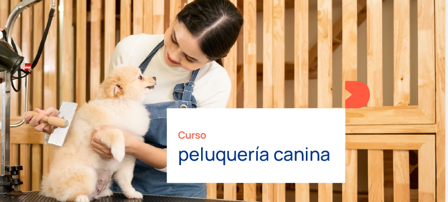 Estudiar peluqueria canina