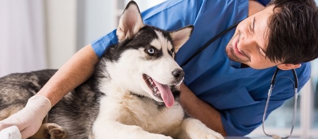 Estudios y Trabajos con Animales