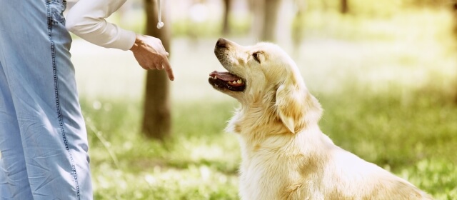 Ser adiestrador de perros