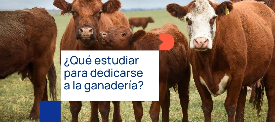 ¿Qué estudiar para trabajar en la ganadería?