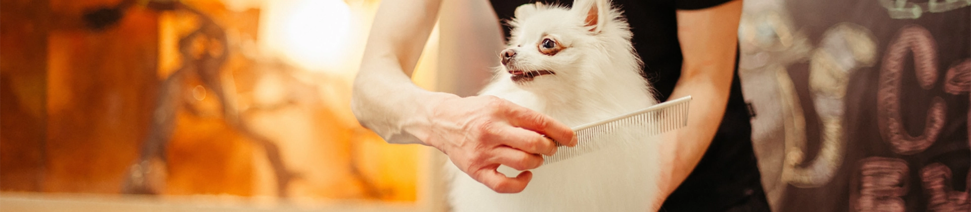 Curso Peluquería Canina