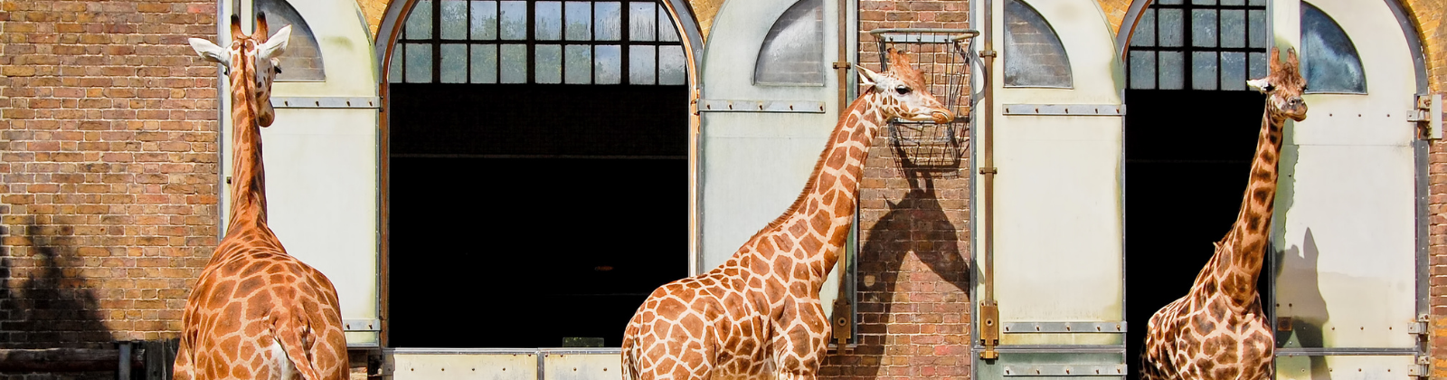 Curso Cuidador de Animales de Zoológico