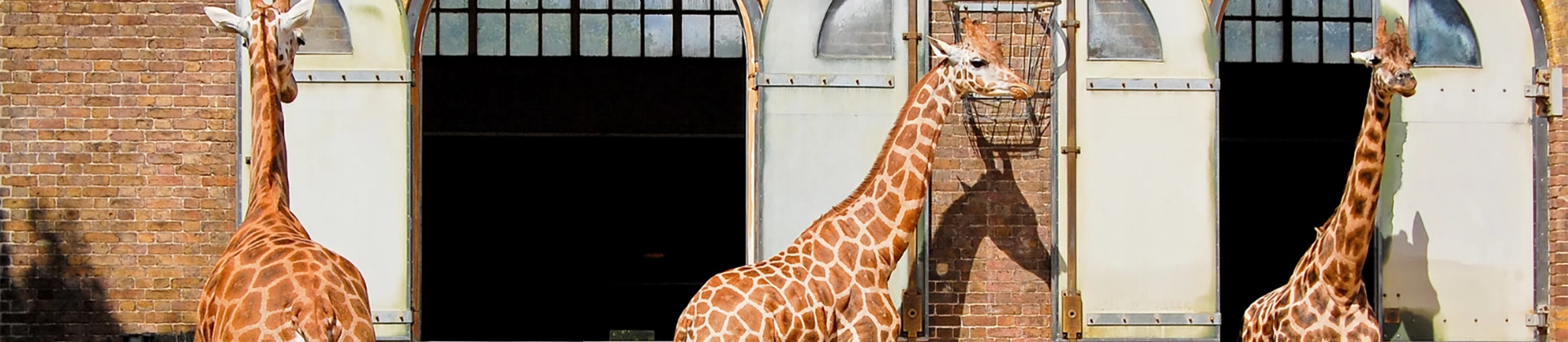 Curso Cuidador de Animales de Zoológico