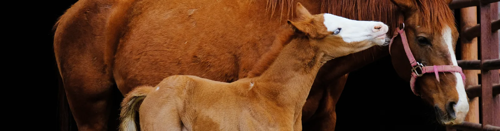 Curso Cría de Caballos