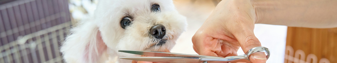 Cuidados Higiénicos y Estéticos de Animales de Compañía