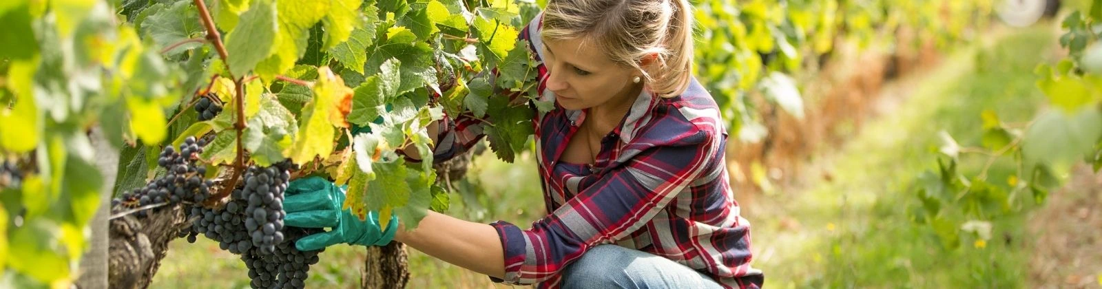 Joven Agricultor de Aragón