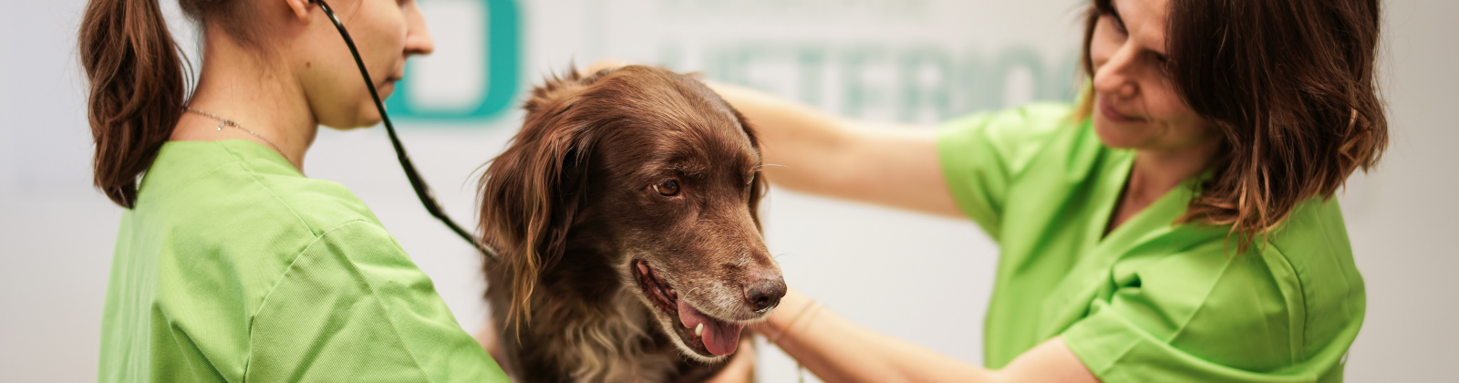 Curso Asistencia a la Atención en Centros Veterinarios