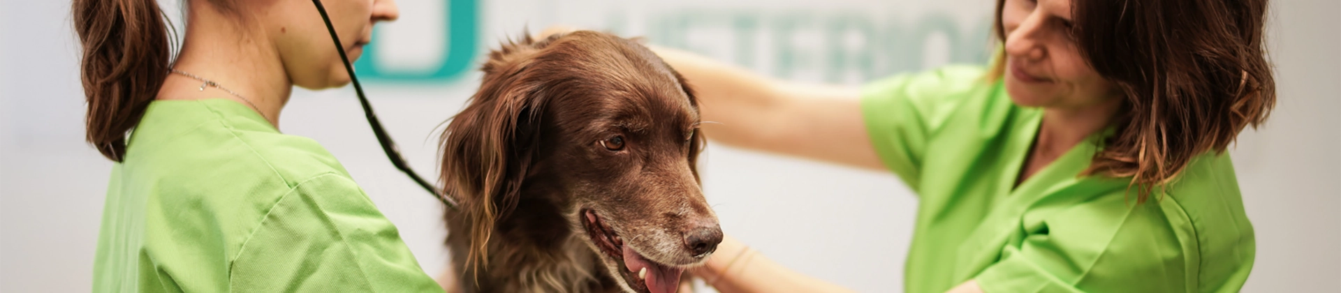 Curso Asistencia a la Atención en Centros Veterinarios