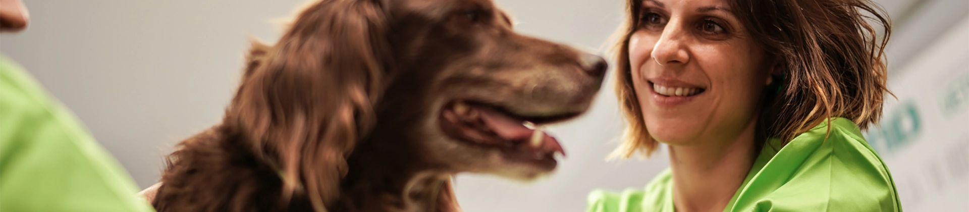 Curso de Rehabilitación y Fisioterapia Canina y felina