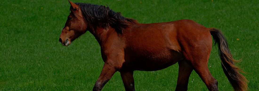 Curso Fisioterapia y Rehabilitación Equina