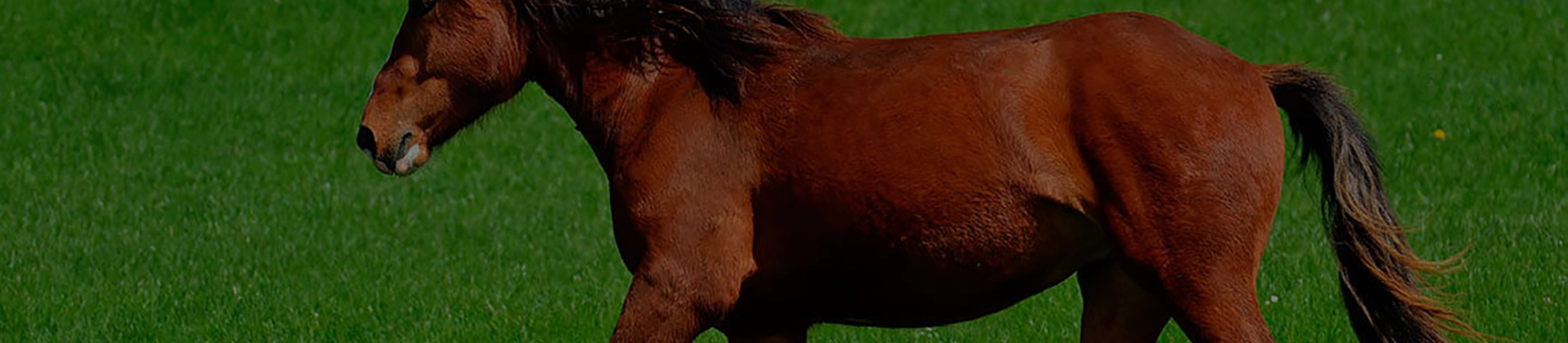 Curso Fisioterapia y Rehabilitación Equina