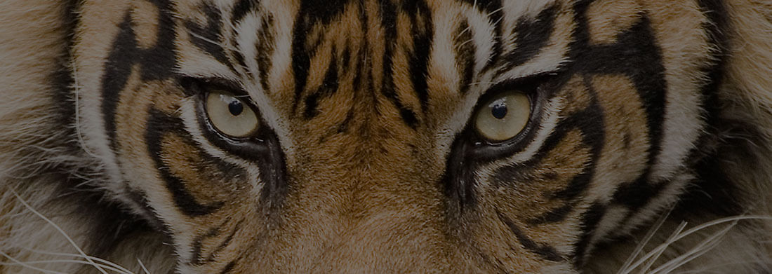 Curso Zoología Curso Zoología