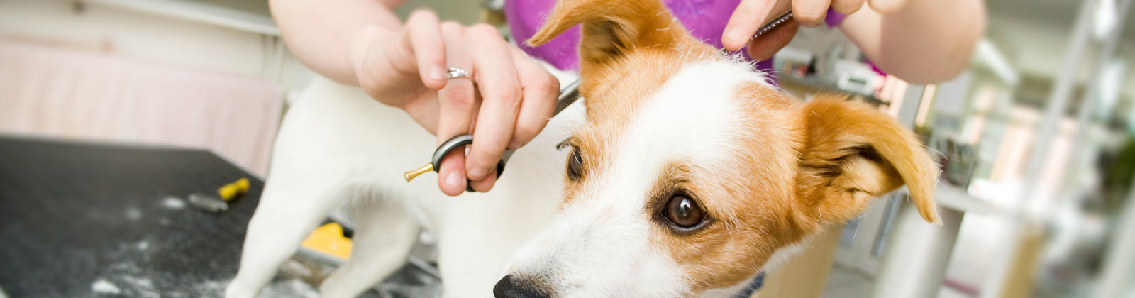 Curso ATV y Peluquería Canina 