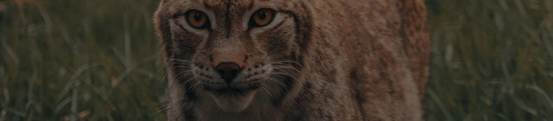 Curso Conservación y Recuperación de Fauna