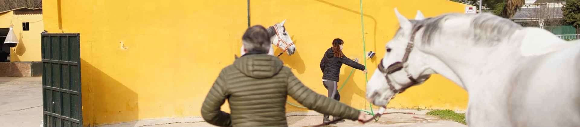 Curso Cuidados y Manejo del Caballo