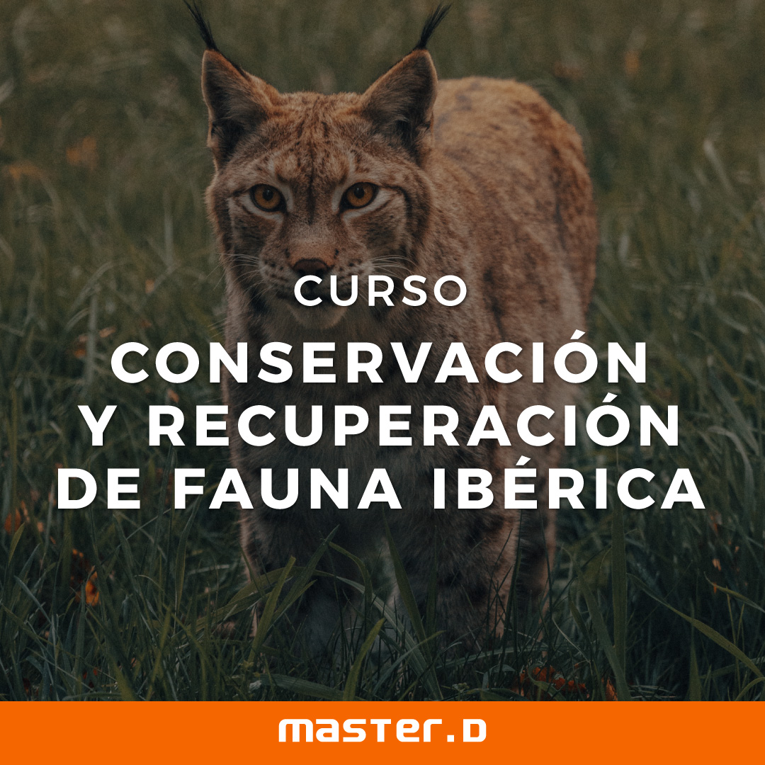 Arriba 33+ Imagen de fondo técnico especialista en conservación y recuperación de fauna ibérica Alta definición completa, 2k, 4k