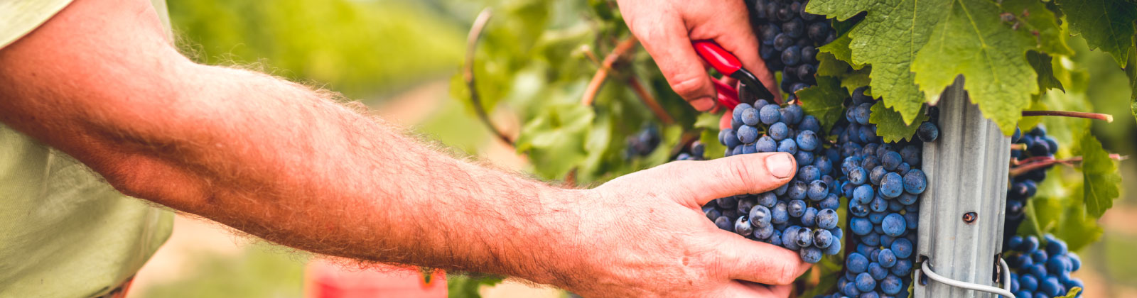 Curso Viticultura y Enología