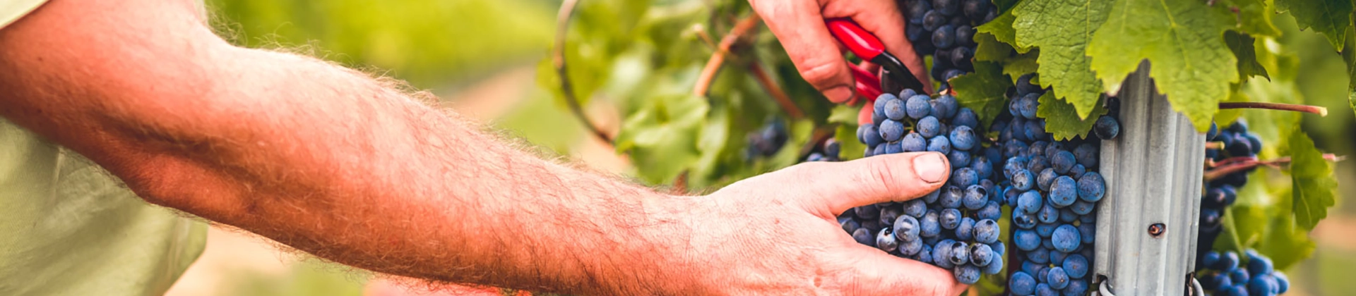 Curso Viticultura y Enología