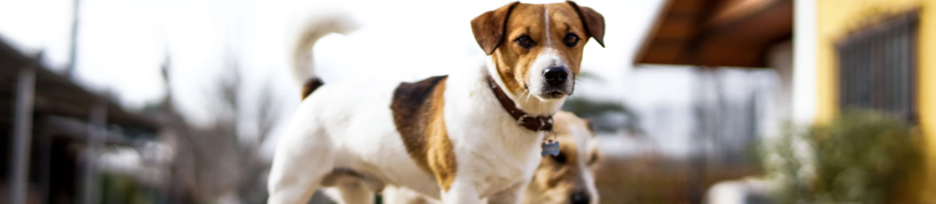 Curso Bienestar Animal