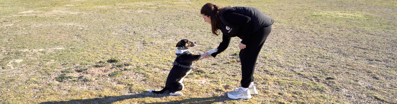 Curso Etología Canina