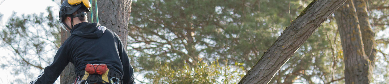 Oposiciones Forestales Oposiciones Forestales