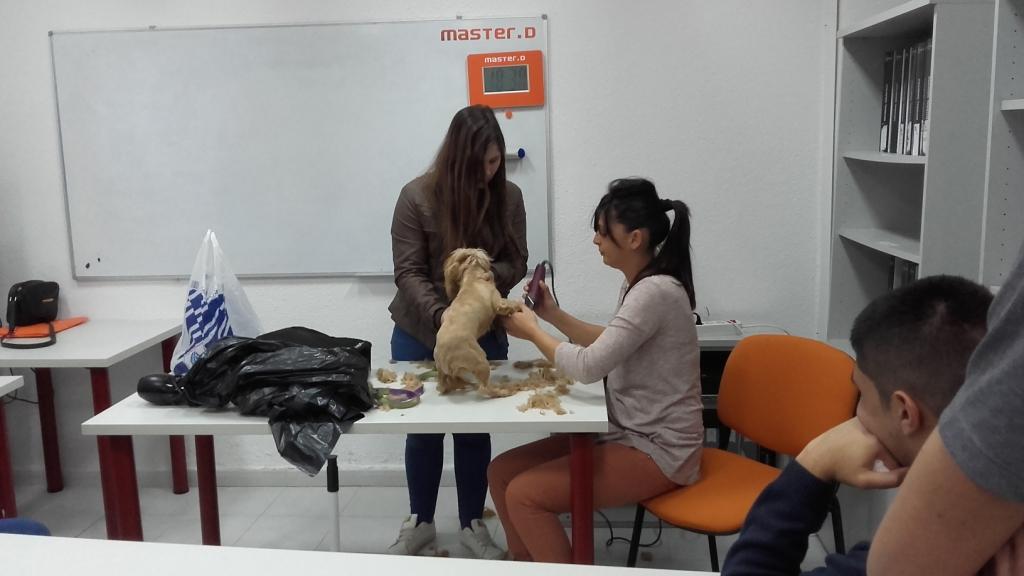 Masterclass de Peluquería Canina en MasterD Huelva