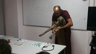 Taller 'Funciones del Auxiliar técnico veterinario' en Tenerife
