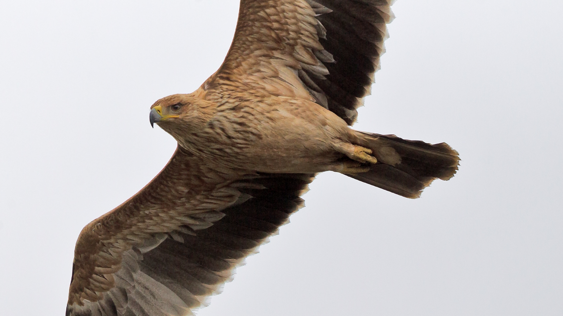 Especies ibéricas en peligro de extinción (III): Águila imperial ibérica