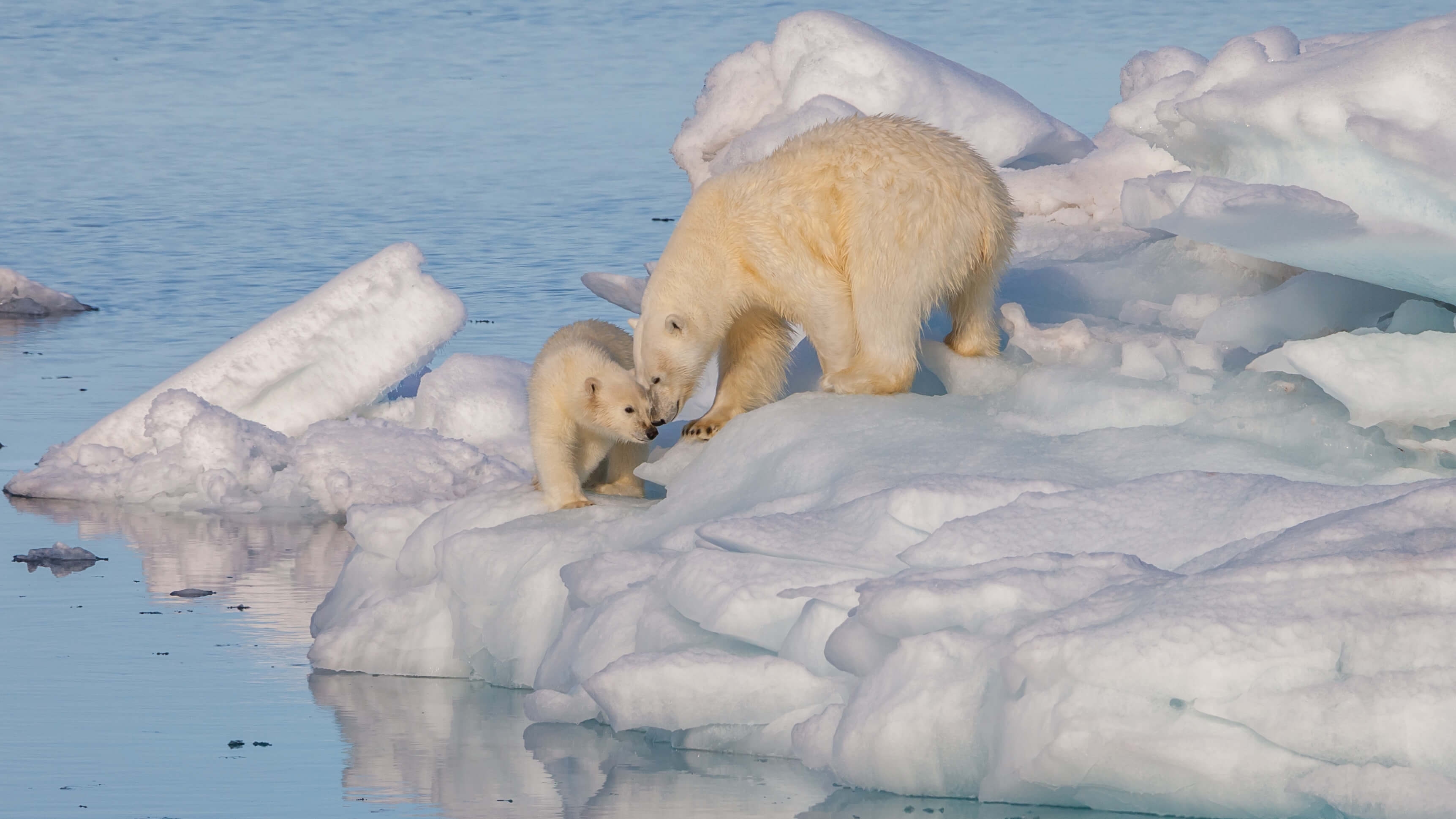 ¿Quieres salvar a los osos polares? Apaga el motor y coge la bici