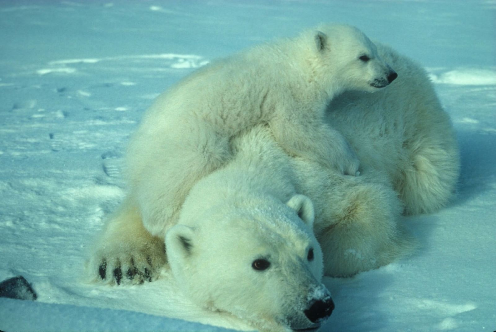 Cómo afecta el calentamiento global a los osos polares?