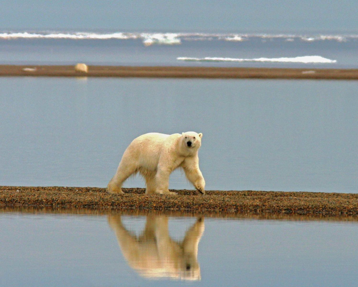 Los osos polares están en peligro debido al cambio climático