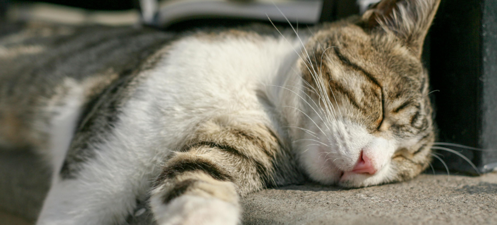 ¿Cuáles son los animales que más duermen?