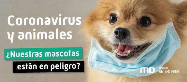 Coronavirus y Animales: ¿nuestras mascotas están en peligro?