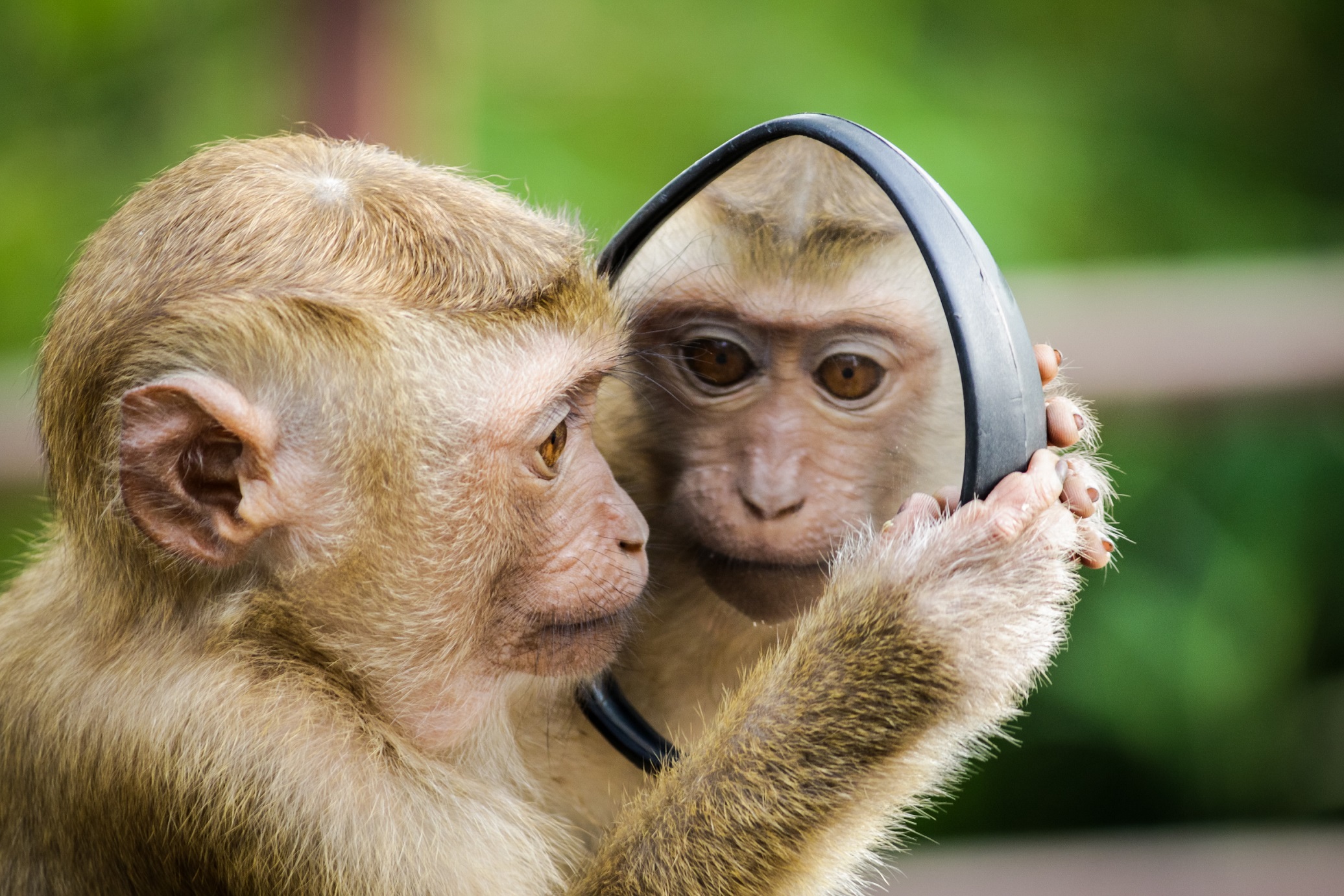 Viruela del mono: origen, cómo se transmite y tratamiento 