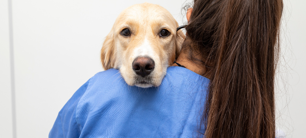 Publicado el Nuevo Certificado profesional de asistencia clínica veterinaria
