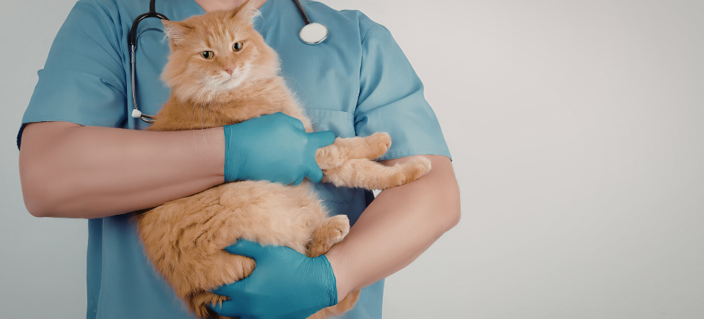 Especialización en Etología Felina: formación y salidas