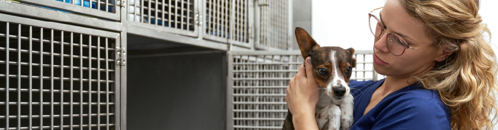 Curso ACV Especialista en Hospitalización Veterinaria