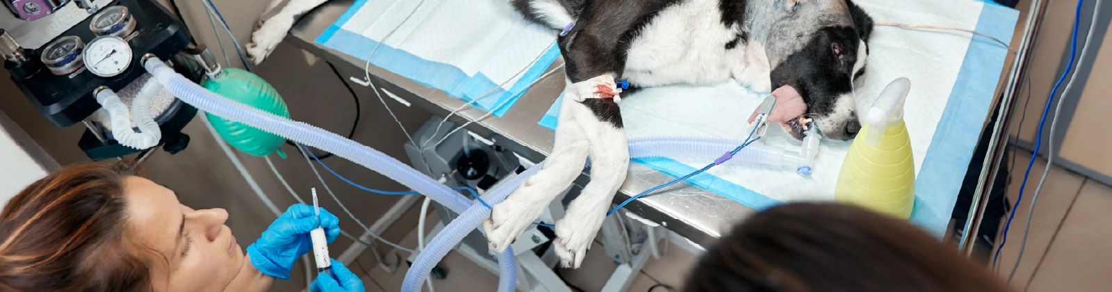 Curso Experto en Hospitalización, Anestesia y Urgencias