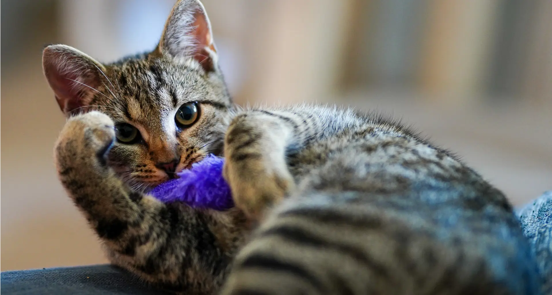 Etología Felina