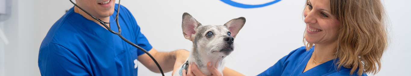 Curso Auxiliar de Clínica Veterinaria