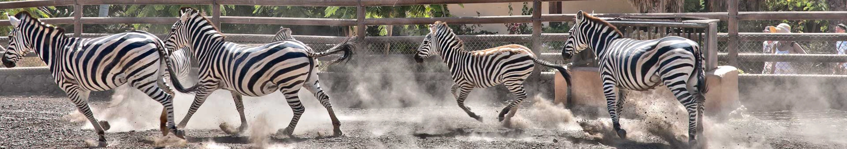 Curso Zoología