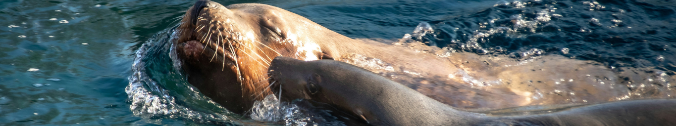 Curso Animales Acuáticos