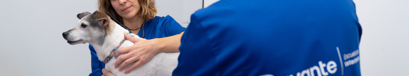 Curso ACV + Fisioterapia Canina