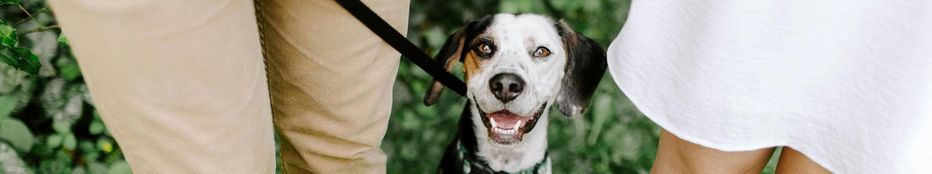 Curso de Adiestramiento Canino en Madrid