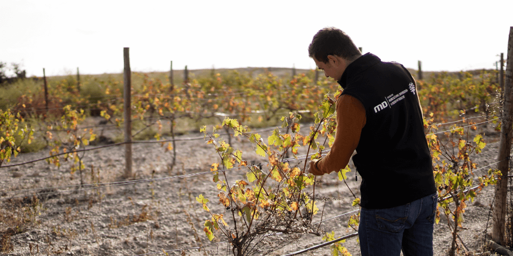 Agricultura da uva e vinho em Portugal