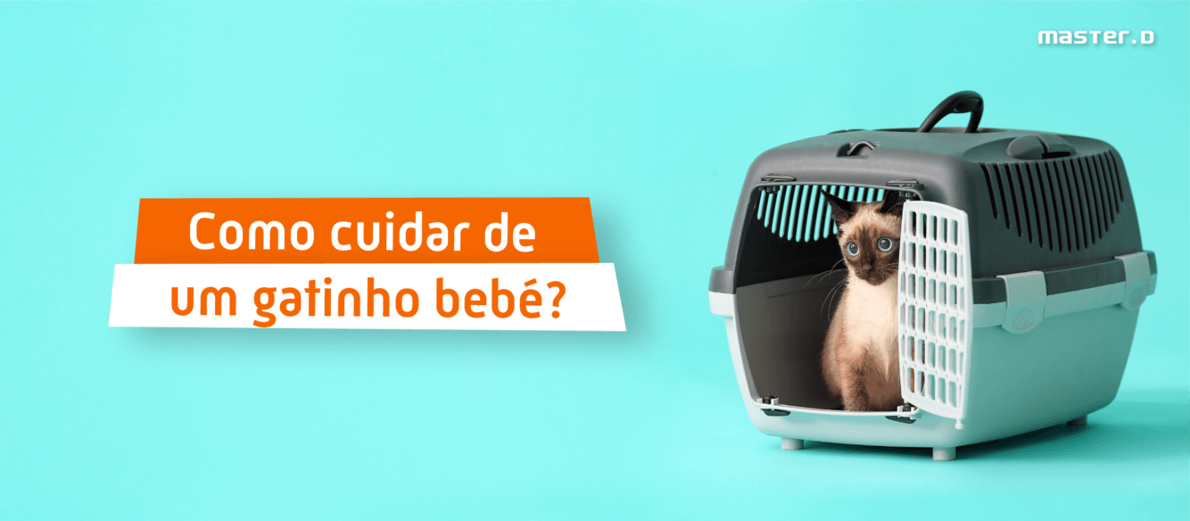 Como cuidar de gatinhos, Blog